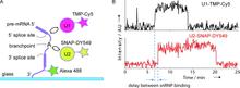 Figure 2. Experimental setup and representative single-molecule trace of pre-mRNA splicing in yeast cell extracts imaged with chemical tags, providing a unique way to access the dynamic mechanism of pre-mRNA splicing.