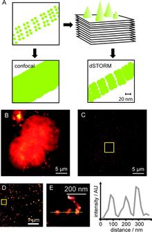 Figure 3.  Super-resolution dSTORM imaging of histone protein 2B (H2B) using TMP-tag.