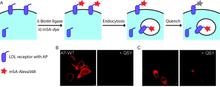 Figure 5. Cartoon and live cell imaging of the BirA-based peptide tag used to visualize internalization of low density lipoprotein (LDL) receptors.