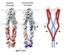 <strong>C-terminal domain conformational rearrangements</strong>. Environmental parameters mapped onto the FL-open channel structure (Left), where increases in local dynamics or water accessibility are depicted in shades of red, whereas decreasing changes as shades of blue according to the color spectrum below. The frame highlights the large changes in local dynamics at the inner face of the bulge helix. On the right, the bar and arrow suggest that the region immediately below the activation gate might embed into the membrane upon opening. Right, A cartoon model depicting the conformational transitions of the gate and C-terminal domain in full-length KcsA upon gating.